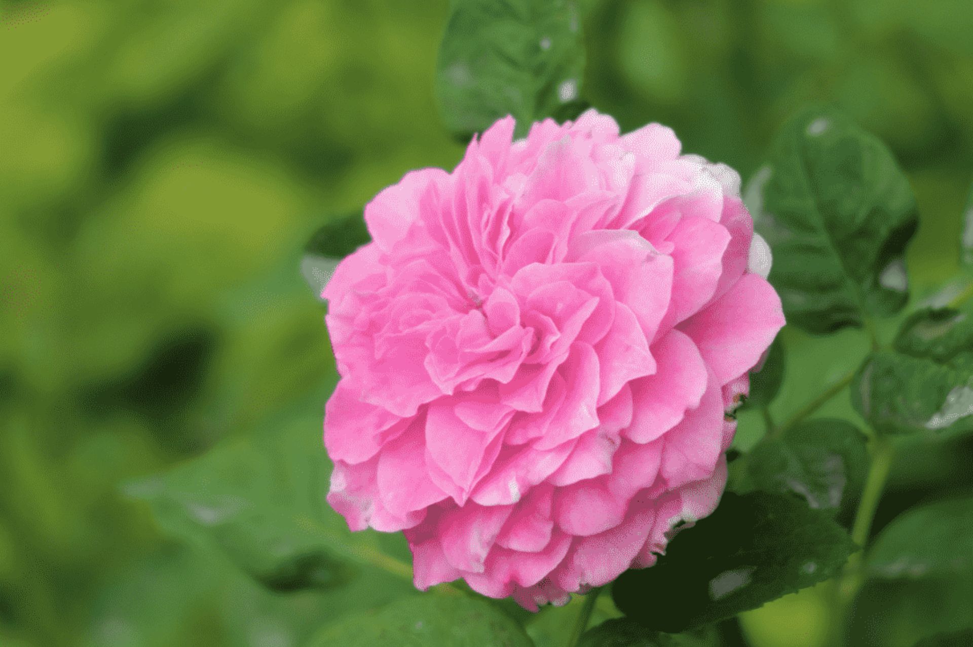 大馬士革玫瑰 Damask rose