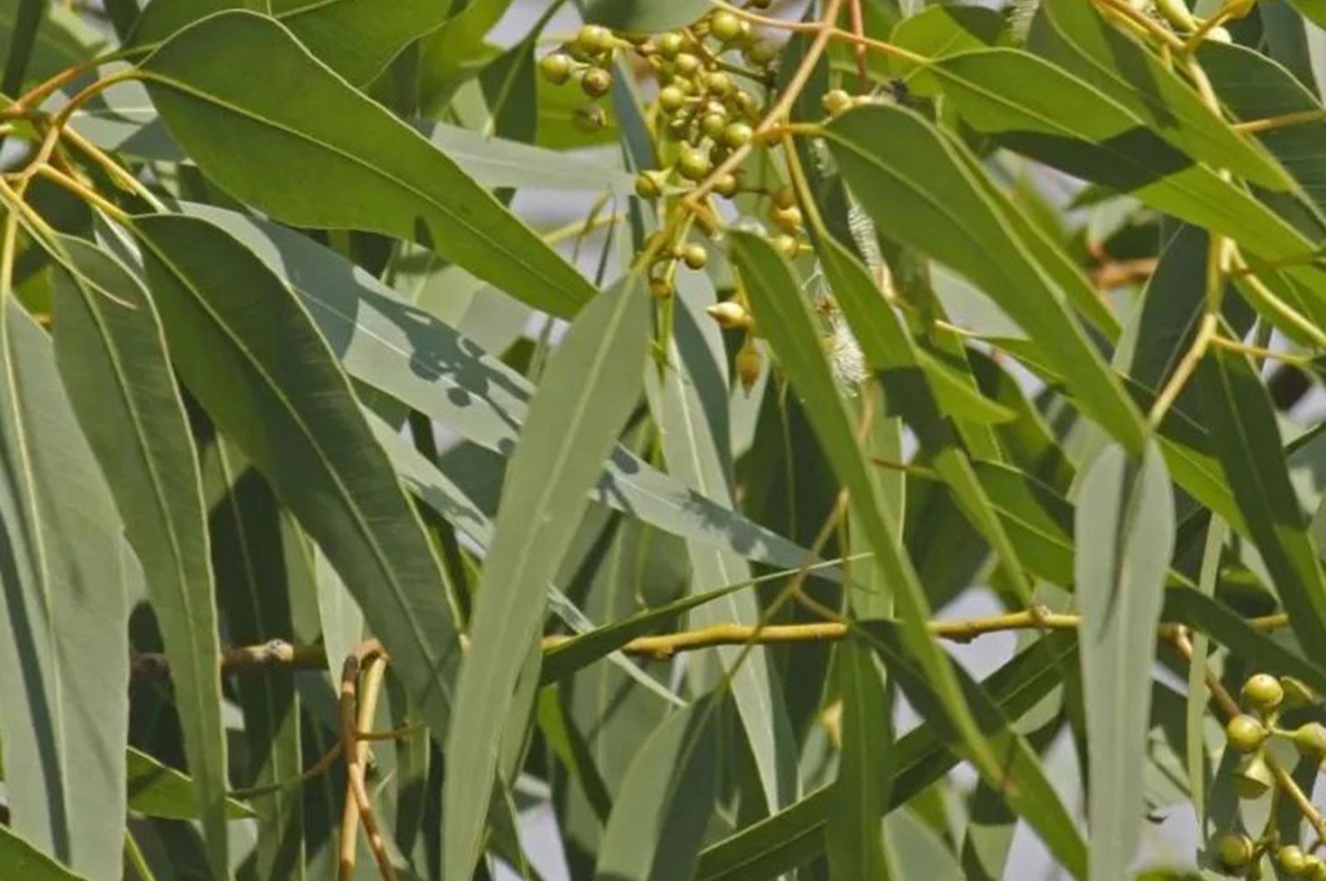 Eucalyptus Australia