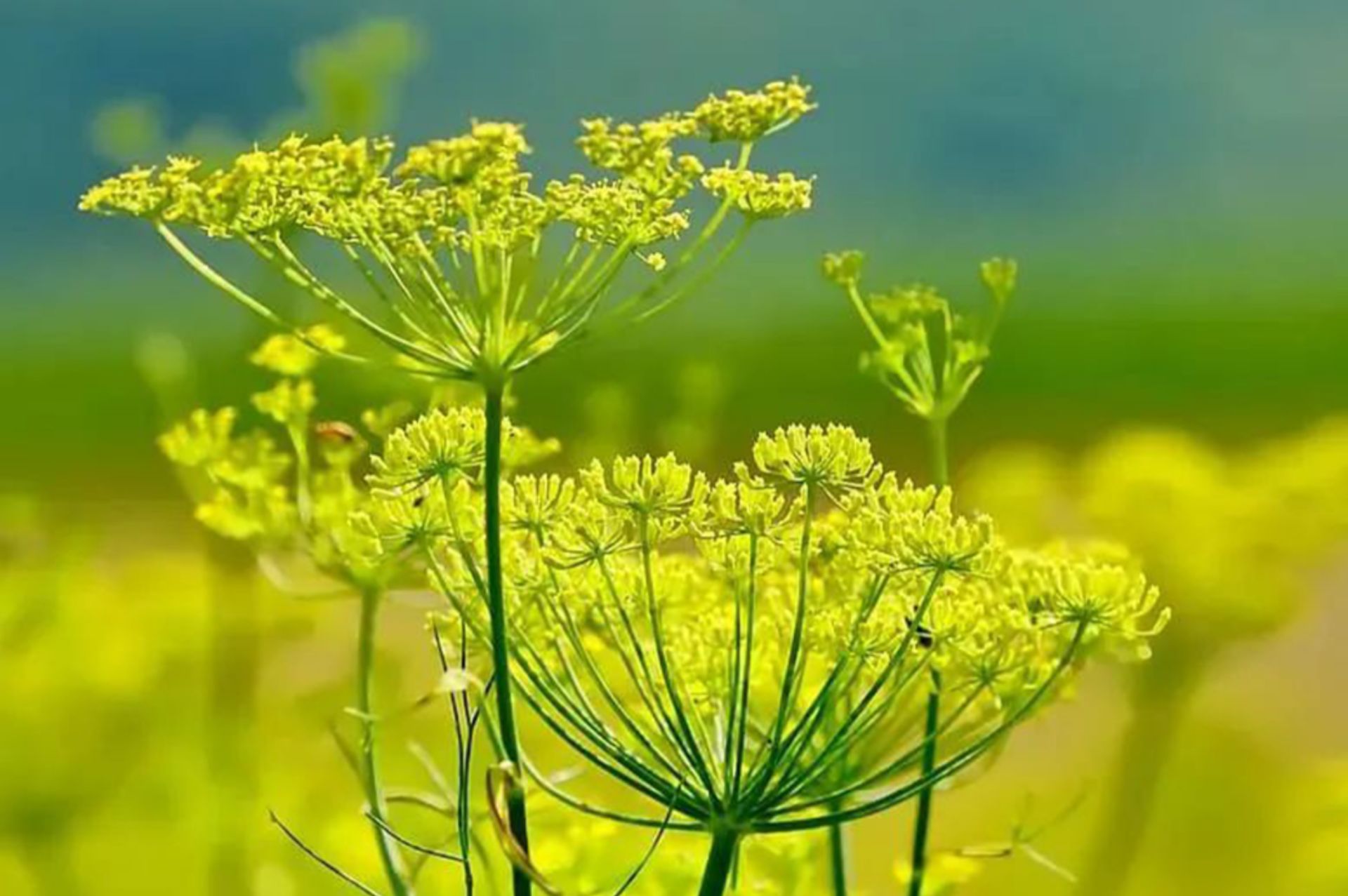 Sweet fennel