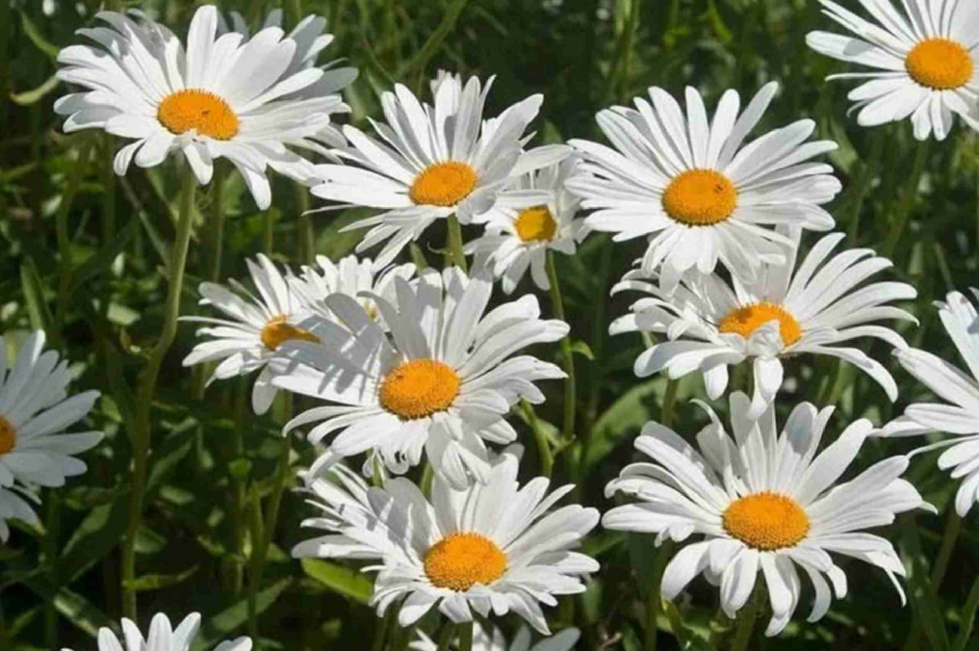 Roman Chamomile