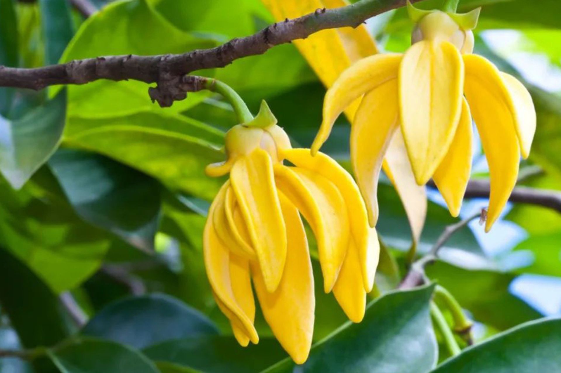 Ylang ylang