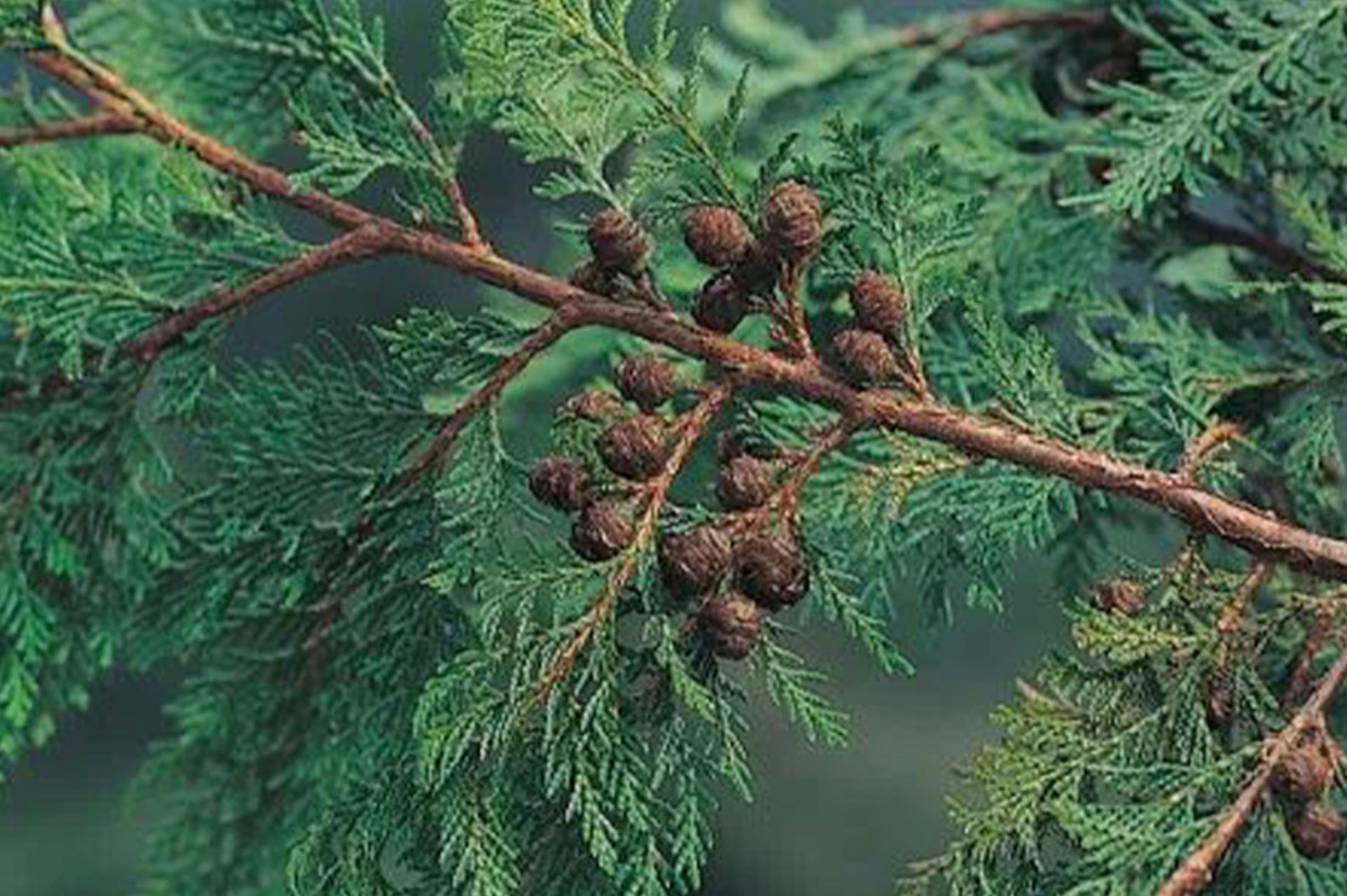 Taiwan Benihi (Hinoki)