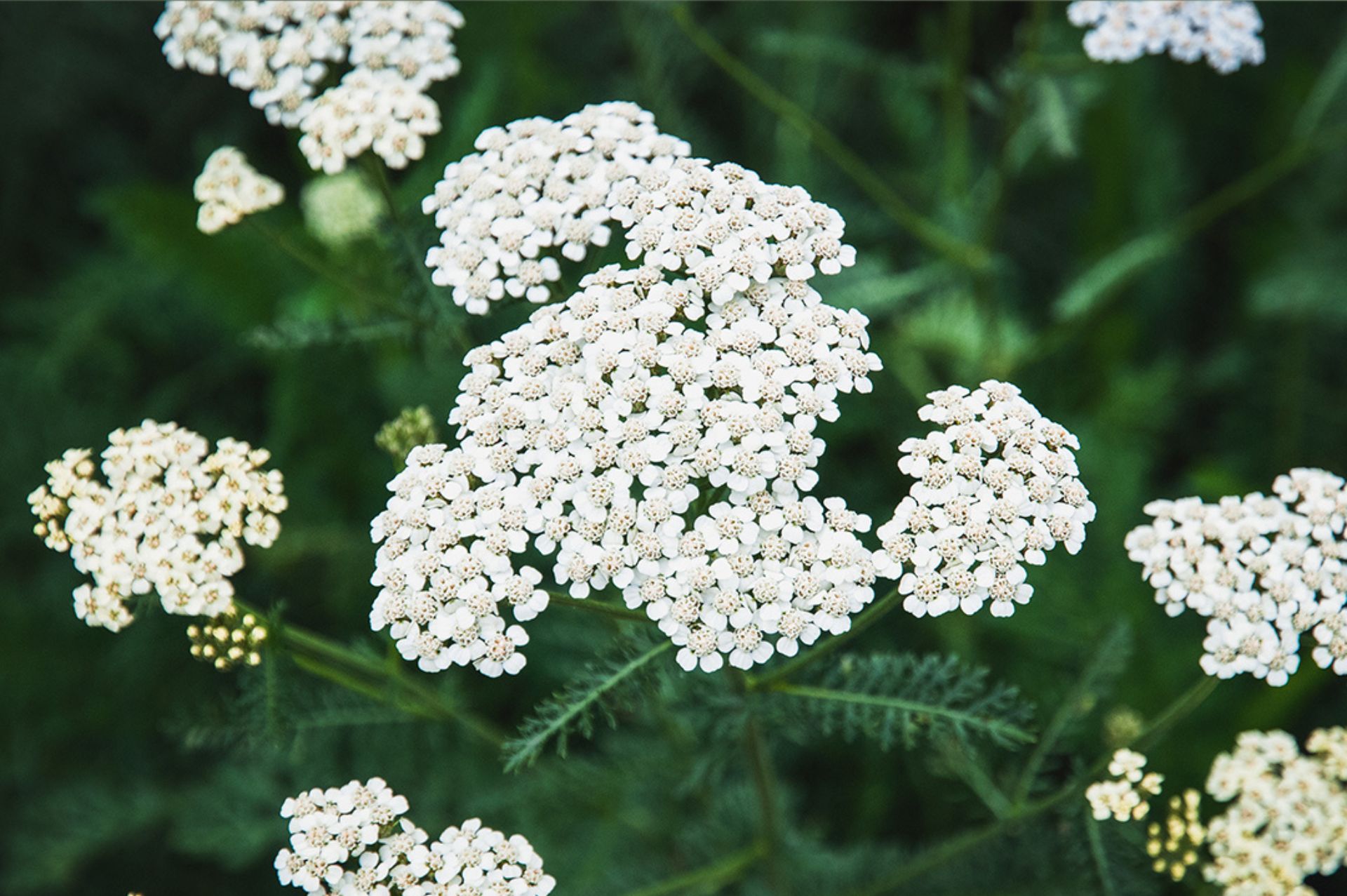 Yarrow