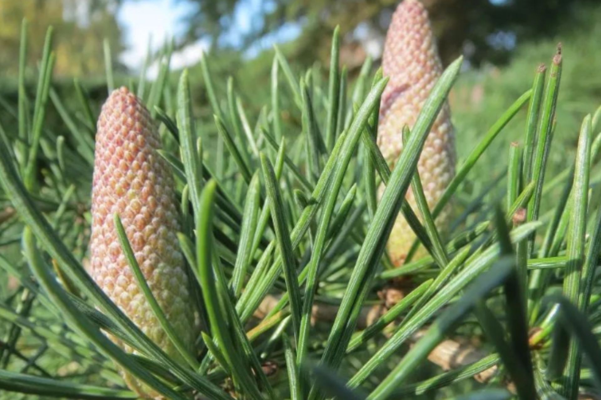 Cedarwood (Himalayan)