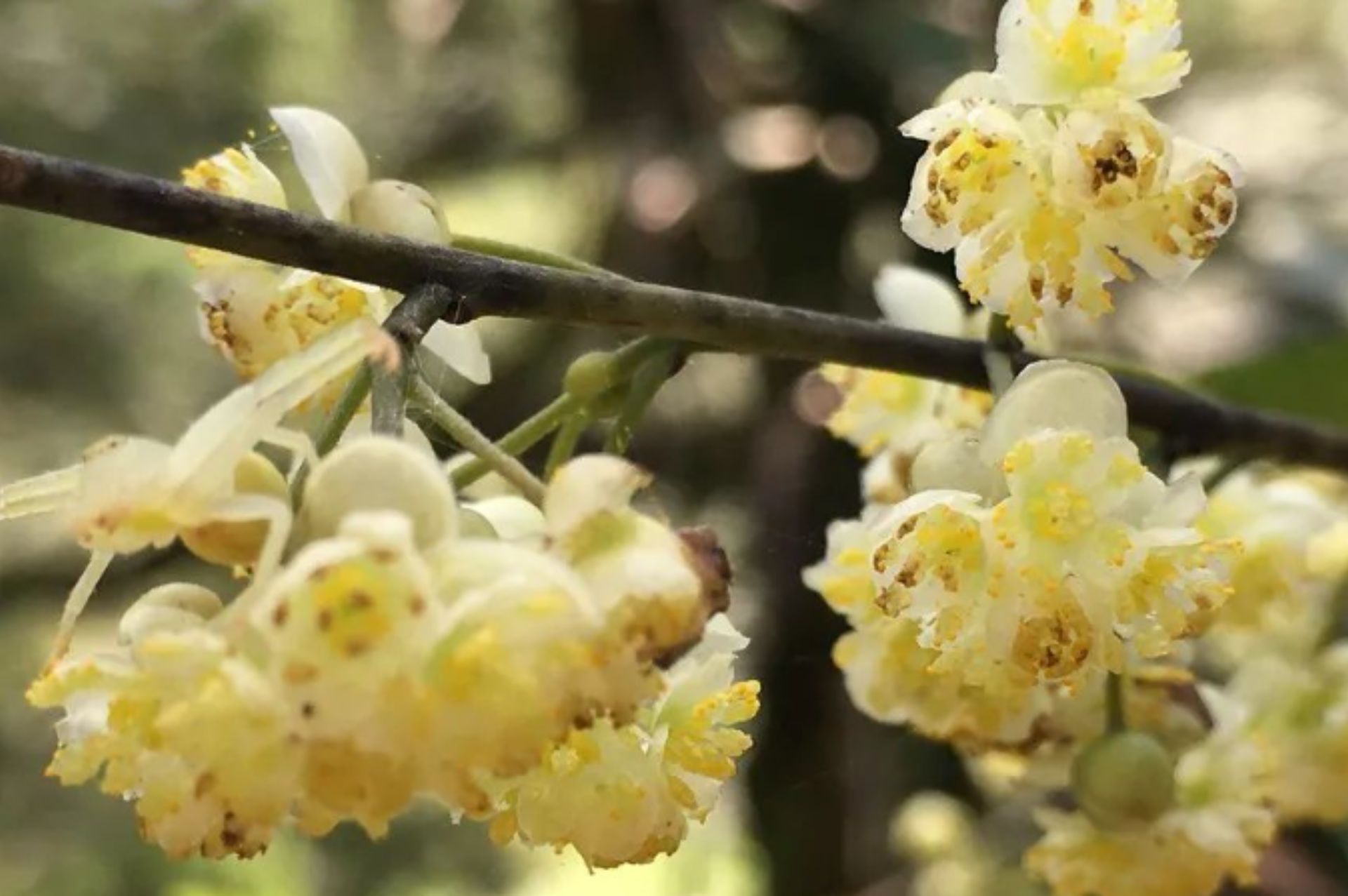 山雞椒 Litsea cubeba