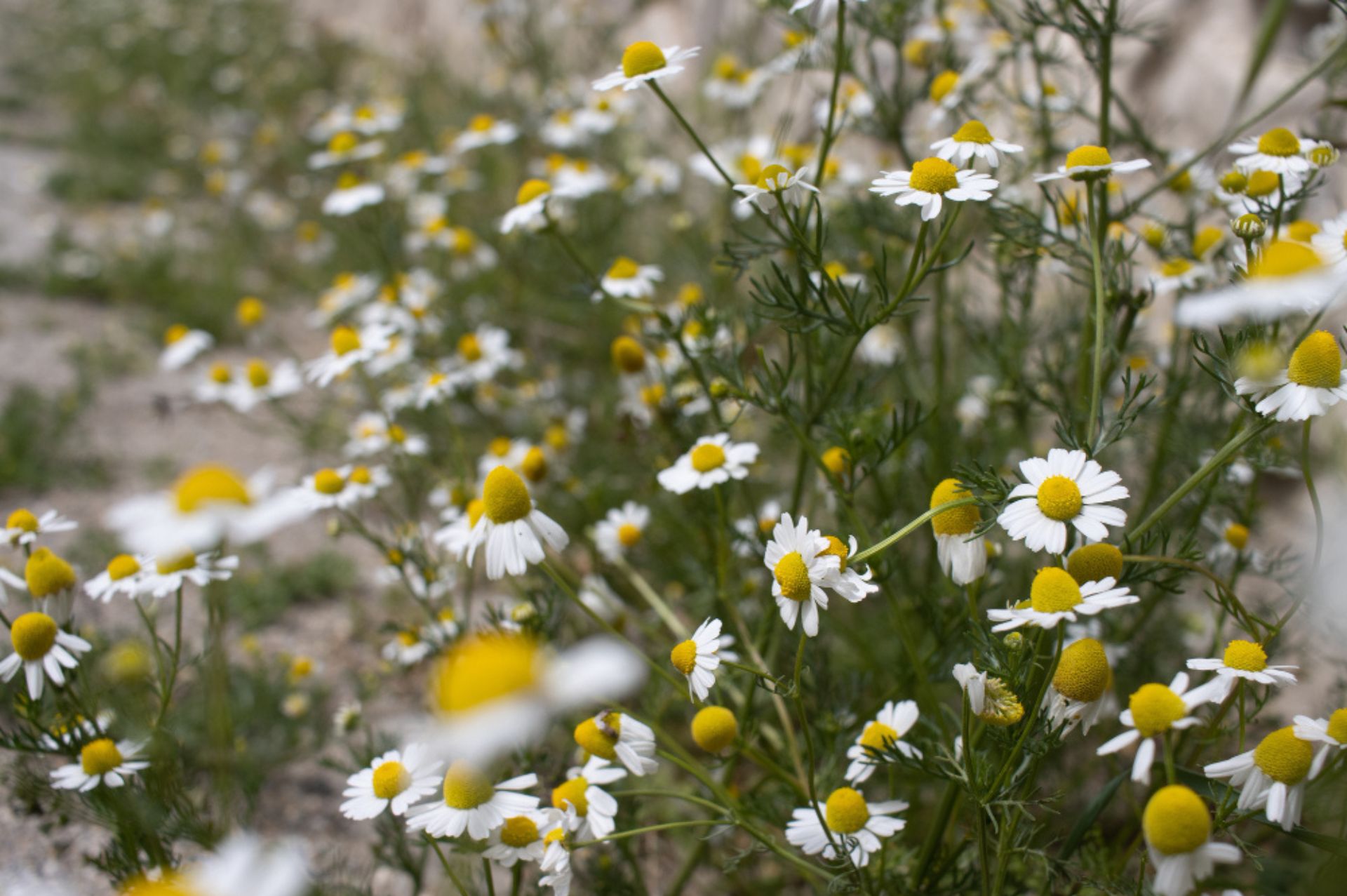 German Chamomile