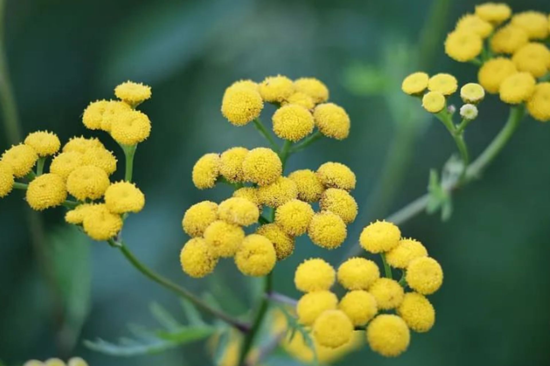 Blue tansy