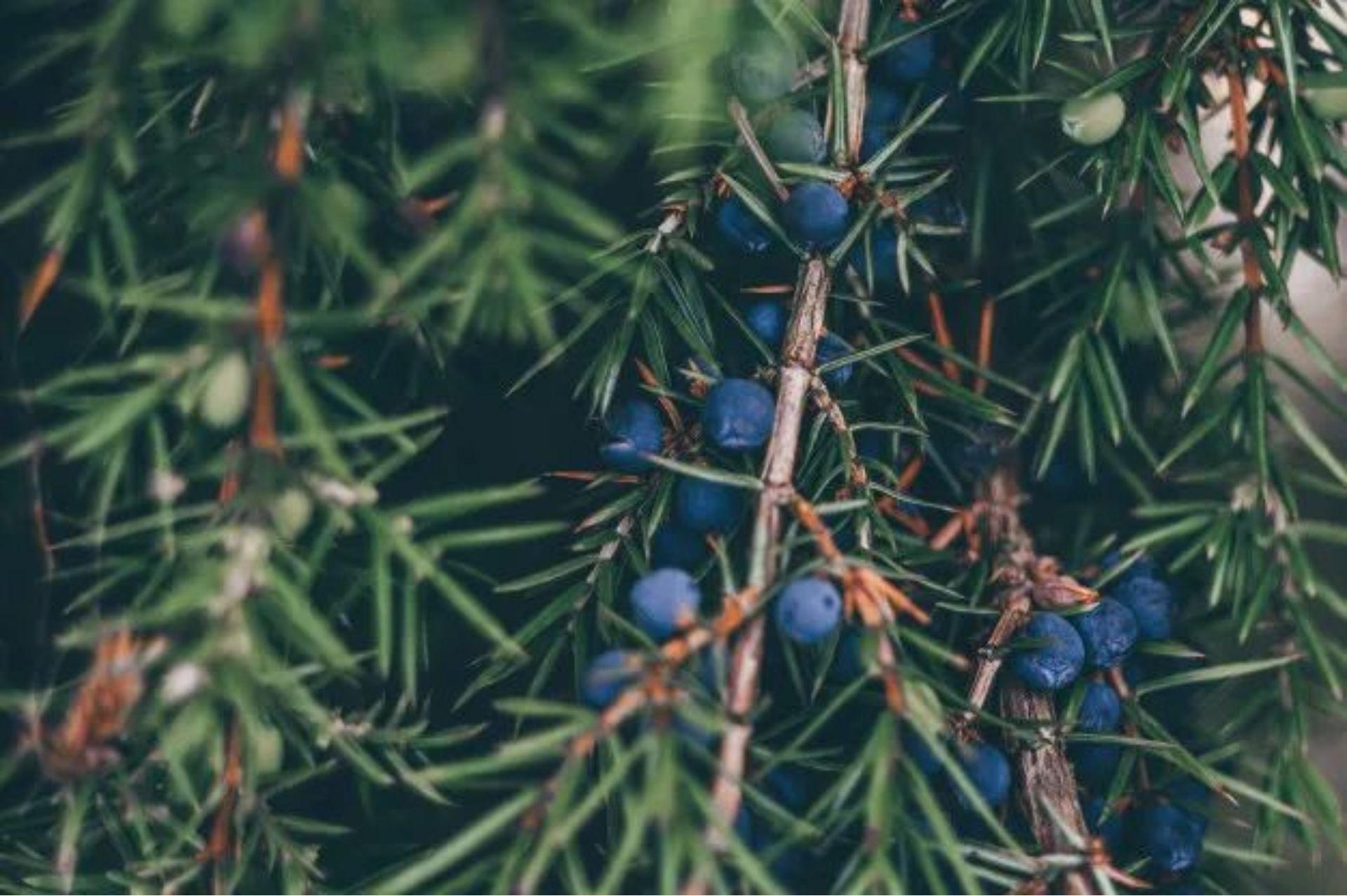 杜松漿果 Juniper berry