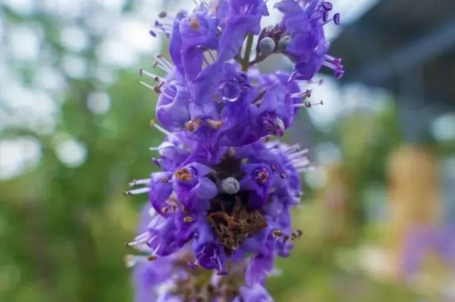 Vitex