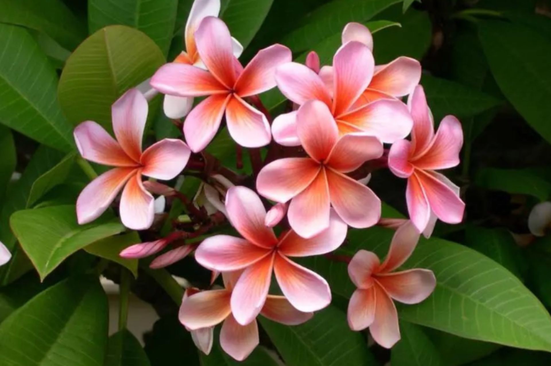 Frangipani