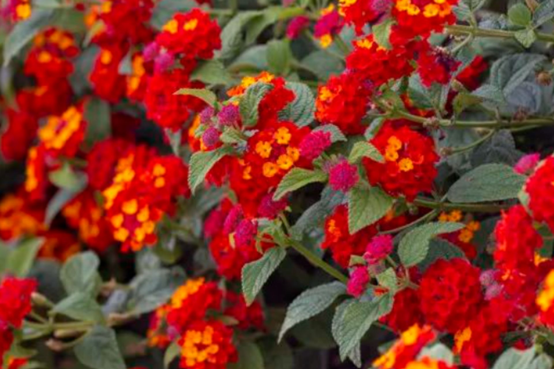 Lantana