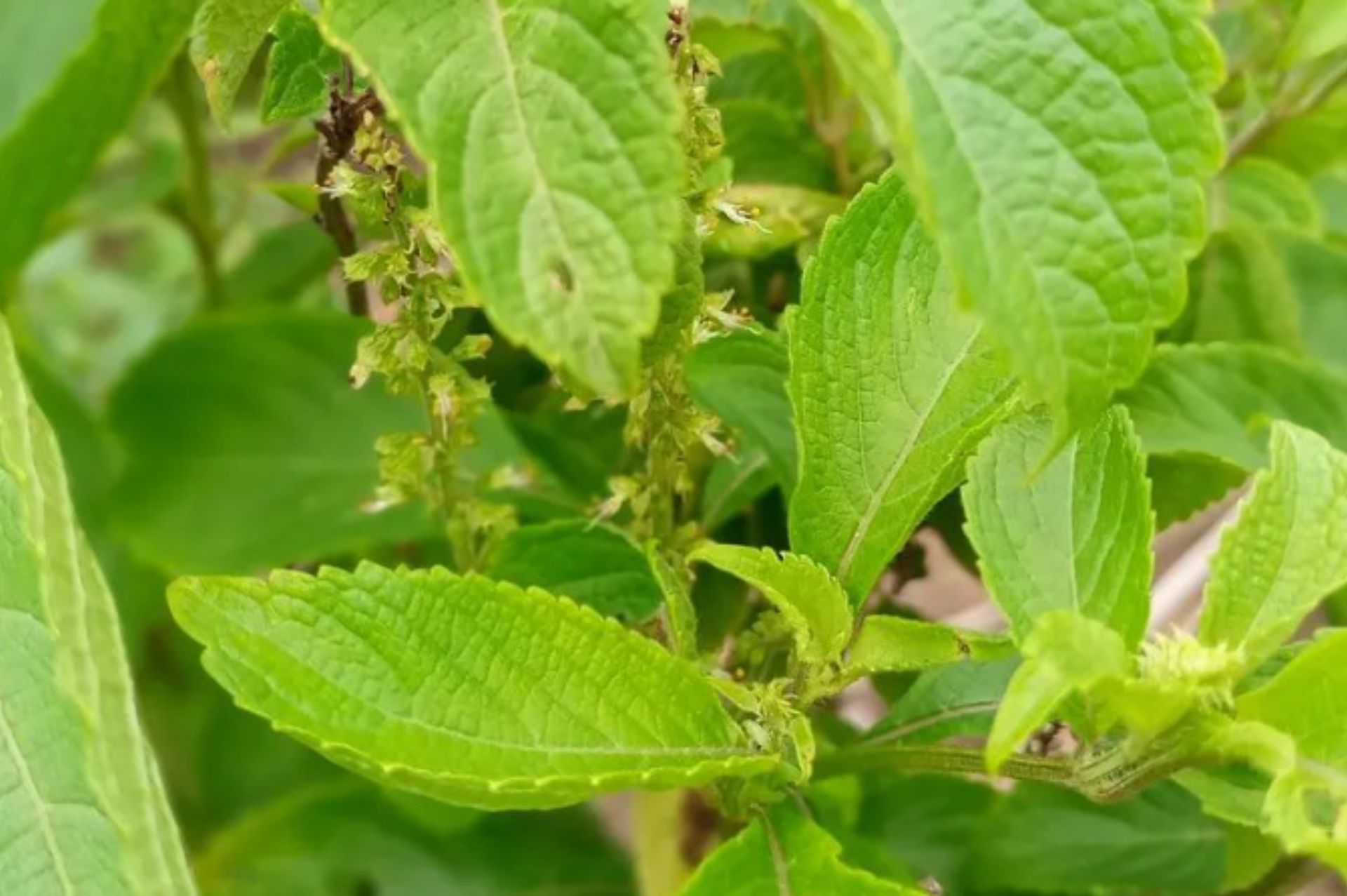 丁香羅勒 Clove Basil