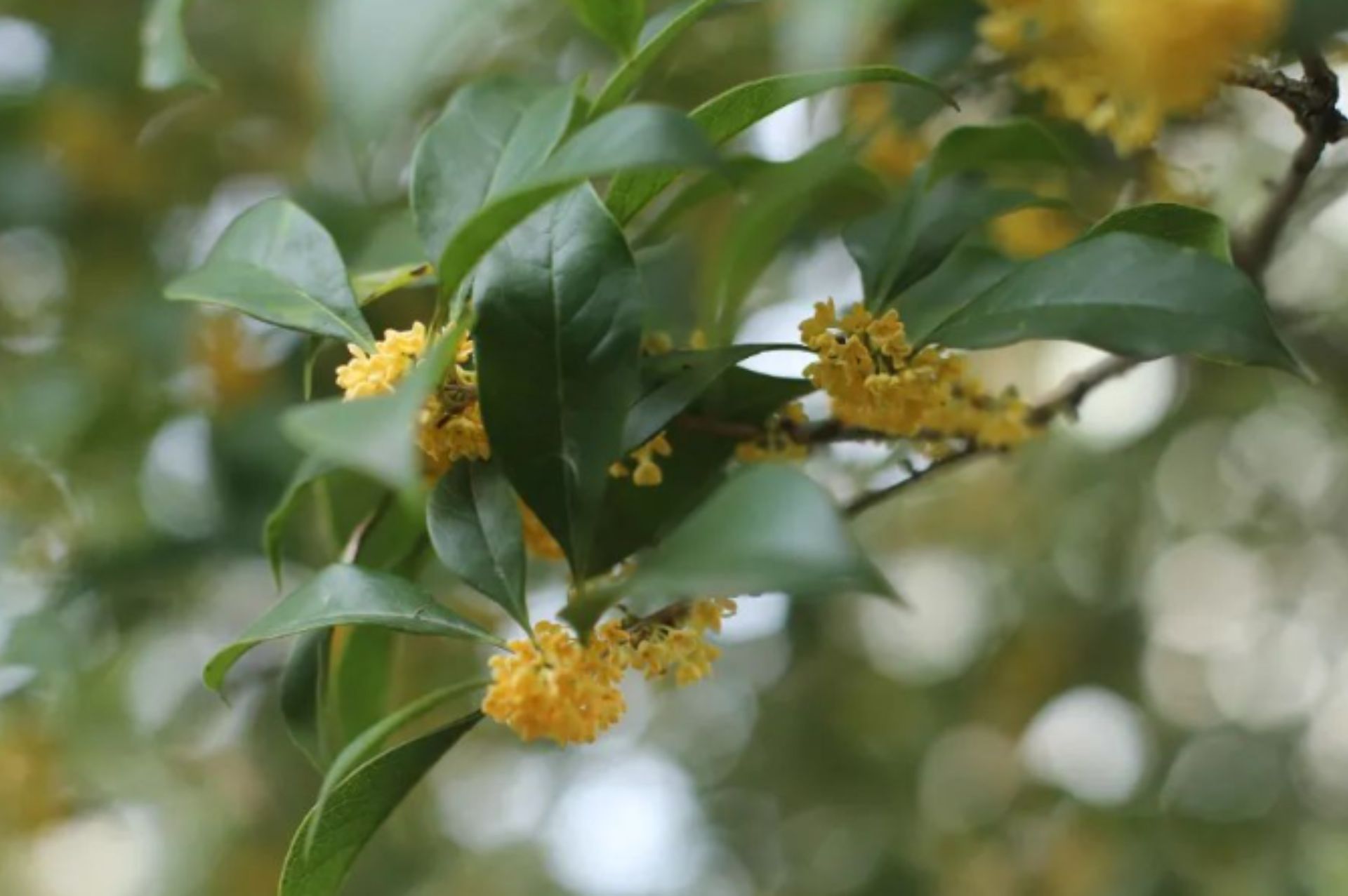 Osmanthus