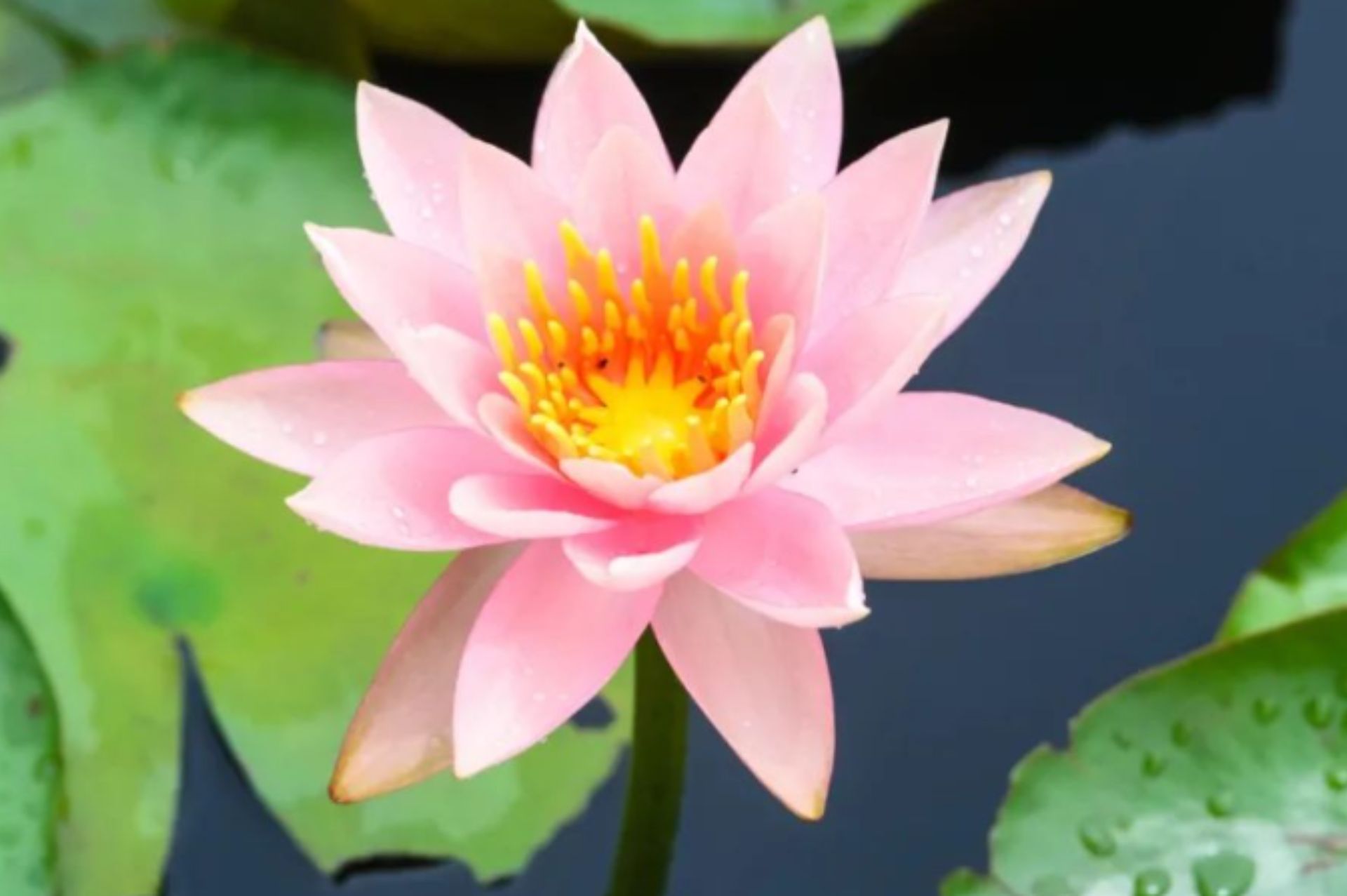 Lotus pink