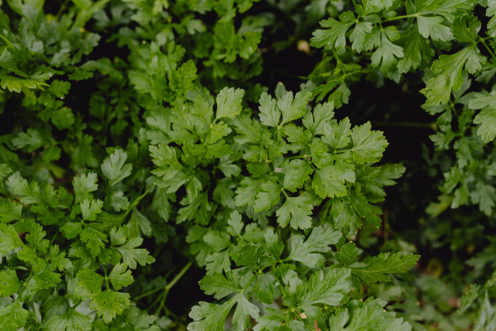 Coriander