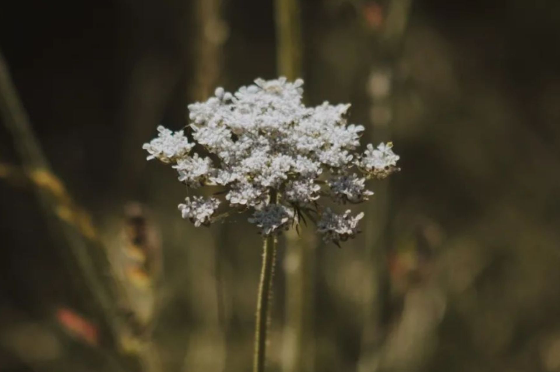 印度藏茴香 Ajowan