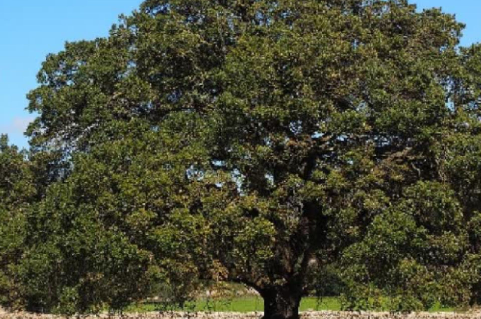 樟樹 Camphor white